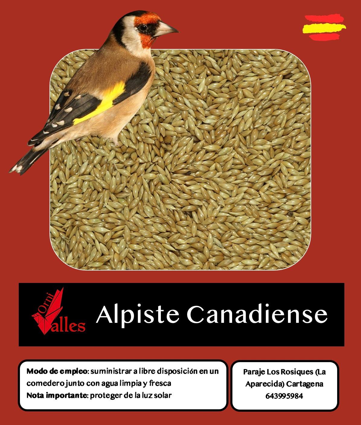 Alpiste Canadiense